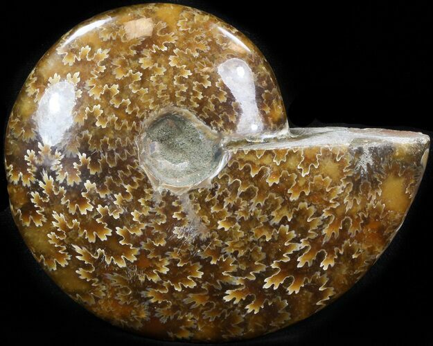 Cleoniceras Ammonite Fossil - Madagascar #41649